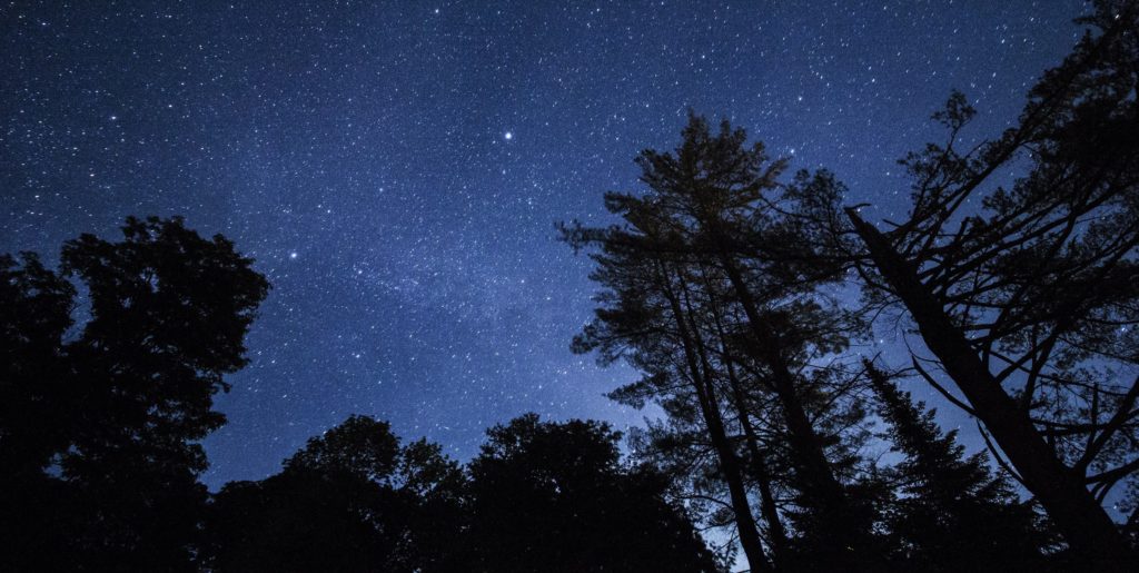 Silhouetten schwarzer Bäume ragen in einen Tiefblauen Sternenhimmel